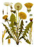 Pissenlit Feuilles-dandelion Leaf