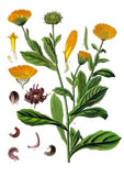 CALENDULA (FLEUR DE SOUCI)