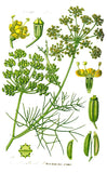 FENOUIL Fruit/FENNEL- seed/VENKEL- zaad