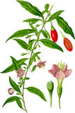 Goji Baies