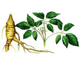 Eleuthérocoque (Ginseng Siberien) /Eleutherococcus