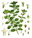 MARRUBE Officinale  fleur/White horehound