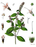 Menthe Poivrée-Peppermint