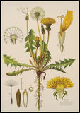 Pissenlit racines- Dandelion root