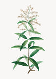 Verveine citronnée-  Lemon Verbena