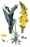 Bouillon blanc fleurs (Molène)