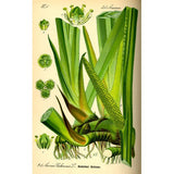 Acore Odorant/Calamus/Kalmoes