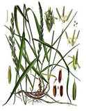 Chiendent Rhizomes/Quackgrass