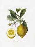 CITRON Écorse