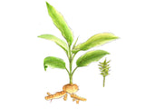Curcuma Racines