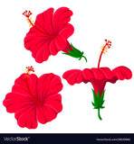 Hibiscus/ Hibiscus