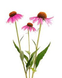 Echinacea Racines/Roots