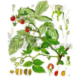 Framboises Feuilles/ Raspberry leaves