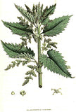 Ortie Piquante -  Spicy Nettle